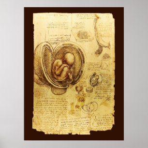 Poster Vues d'un foetus dans l'utérus, Ob-Gyn Médicale