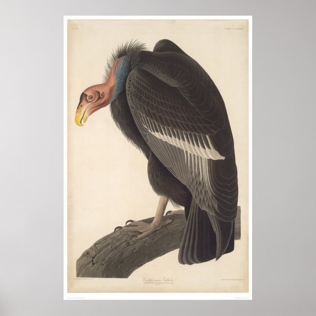 Poster Vulture d'Audubon California (2609A) (Devant)