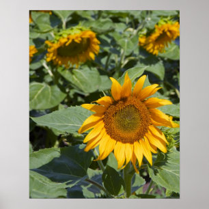 Poster WA, comté de Kittitas, champ de tournesols