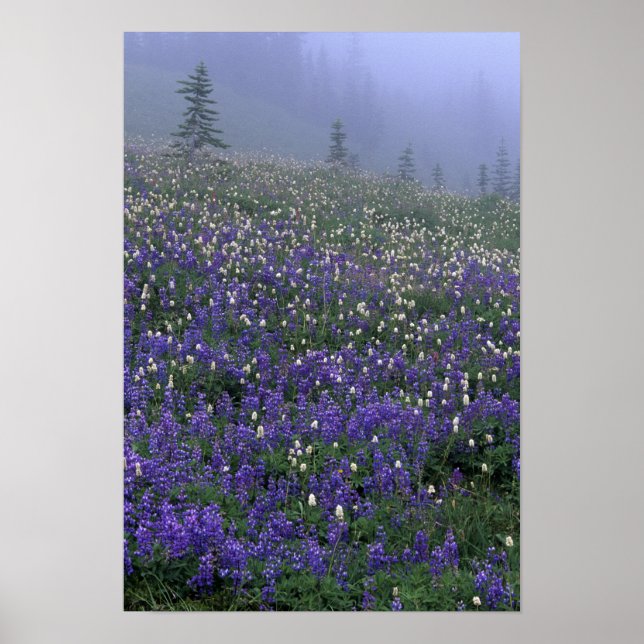 Poster WA, Mont Rainier NP, prairie de Lupine et de Bisto (Devant)