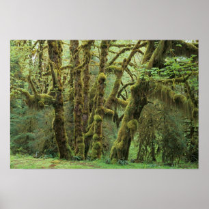 Poster WA, parc national Olympique, forêt pluviale Hoh, H