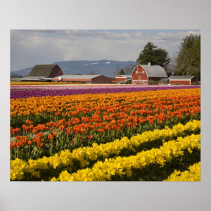 Poster WA, Skagit Valley, champs de tulipe en floraison, 