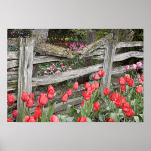 Poster WA, vallée de Skagit, jardin de tulipes Roozengaar