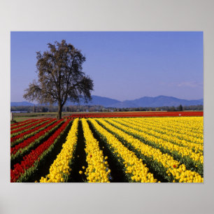 Poster WA, Vallée de Skagit, Skagit Valley Tulip 2