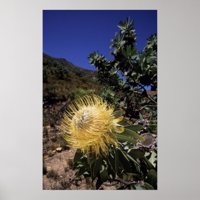 Poster Waboom Protea (Protea Nitidia), Langeberg (Devant)