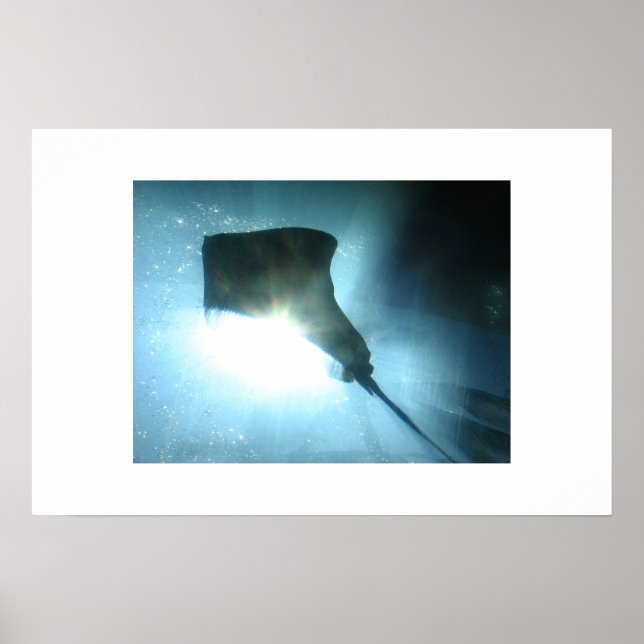 Poster Waikiki Stingray (Devant)