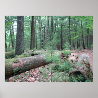 Poster Walden Forest