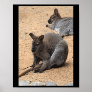 Poster Wallabies Les amoureux de la nature Fuerteventura