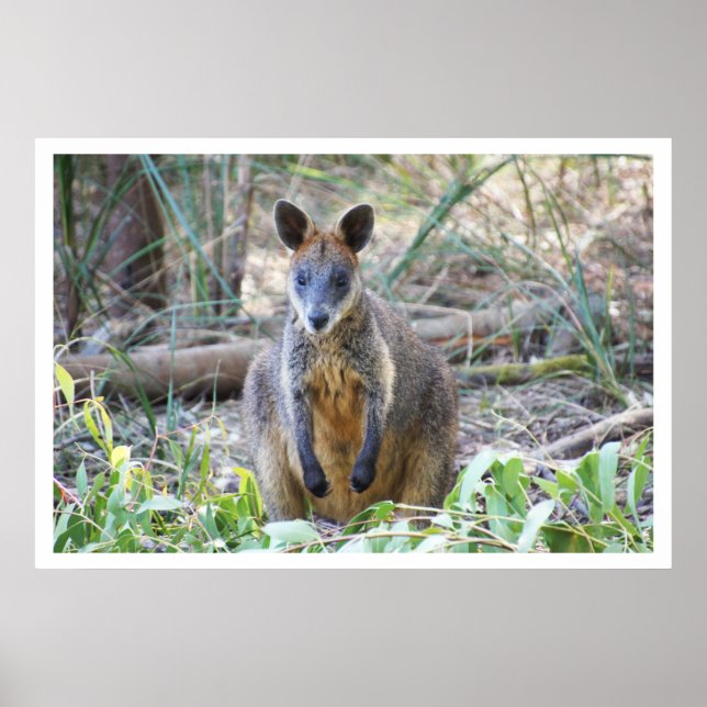Poster Wallaby dans les bois (Devant)