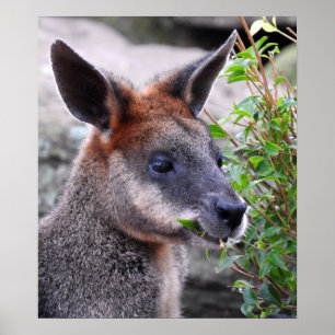 Poster Wallaby de marais