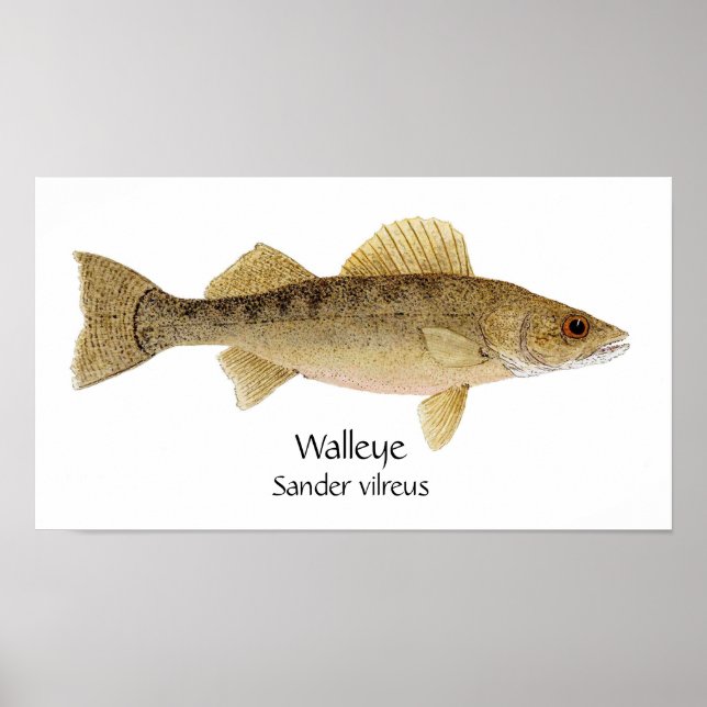 Poster Walleye Art (Devant)