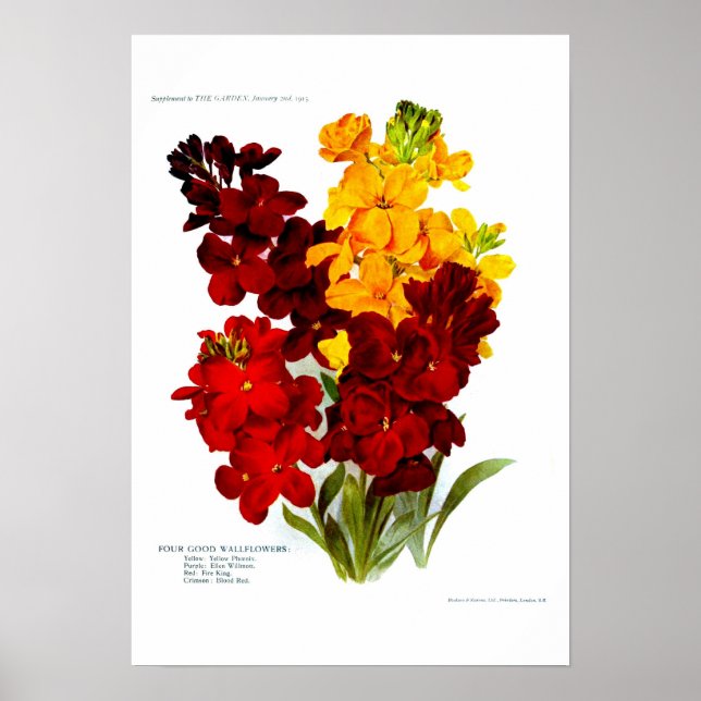 Poster Wallfleurs (Devant)