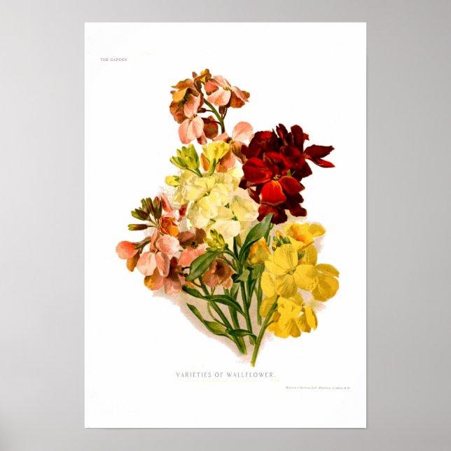 Poster Wallfleurs (Devant)