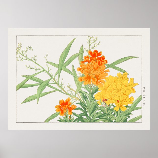 Poster Wallflower Plante, Fleur Jaune & Orange de Konan, (Devant)