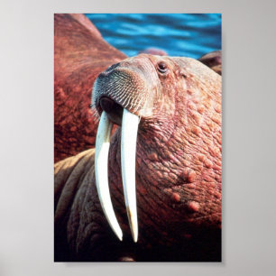 Poster Walrus