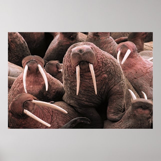 Poster Walrus (Devant)
