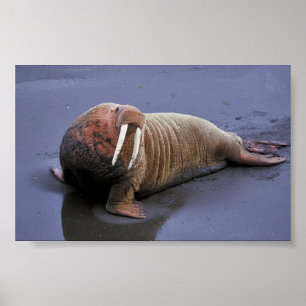 Poster Walrus à la réserve faunique nationale de Togiak
