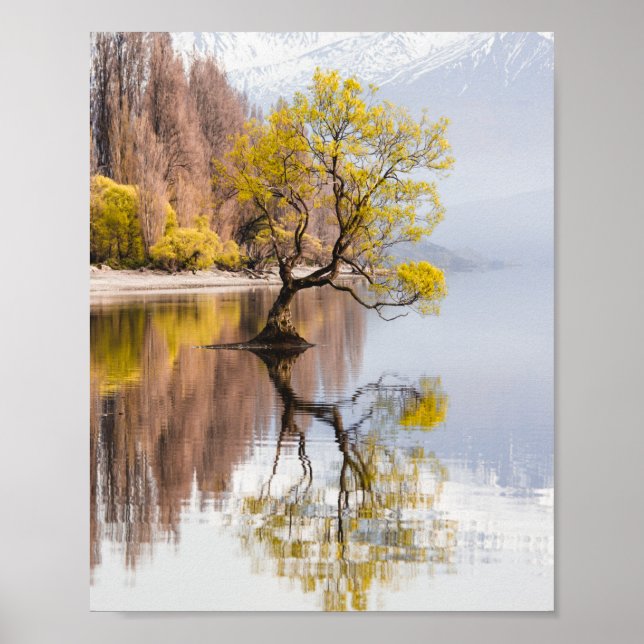 Poster Wanaka Tree Autumn Nature Paysage (Devant)