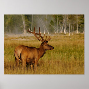 Poster Wapiti des montagnes Rocheuses   Parc national de 