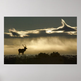 Poster wapiti en horseshoe park rmnp