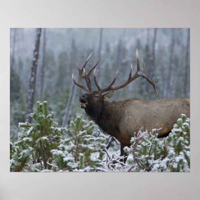 Poster Wapiti mâle dans la neige appelant, bramant, Yello (Devant)