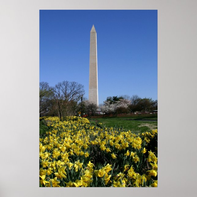 Poster Washington Monument Daffodils (Devant)