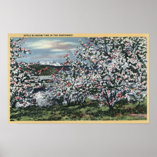 Poster Washington - Vue sur les pommiers en fleurs (Devant)