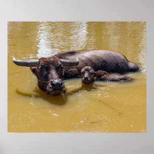 Poster Water Buffalo and Calf