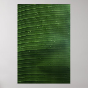 Poster Water droplets on green leaf