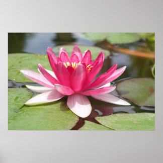Poster Water Lilly