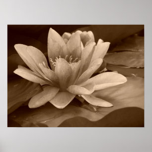 Poster Water Lilly