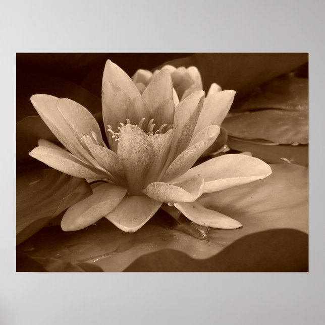Poster Water Lilly (Devant)