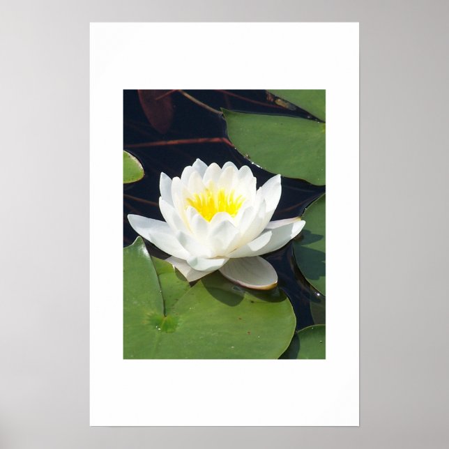 Poster Water Lilly (Devant)