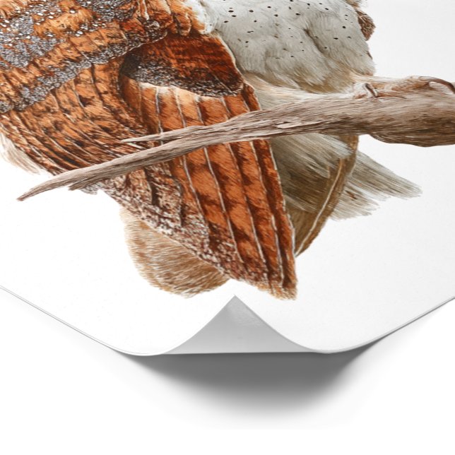 Poster Watercolor Barn Owl Illustration Artwork (Coin)