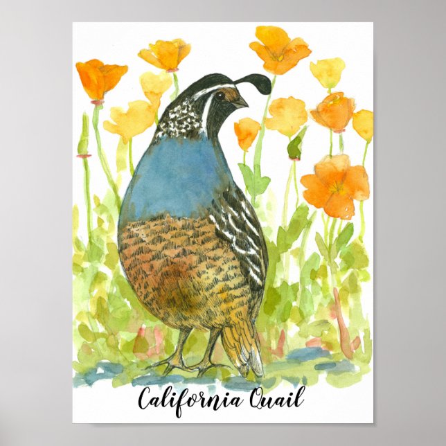 Poster Watercolor California Quail Bird (Devant)