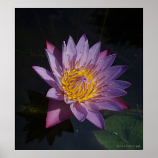 Poster Waterlilly