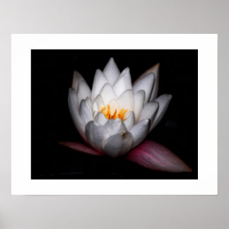 Poster Waterlilly