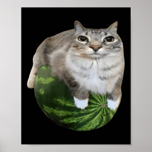Poster Watermelon Cat Silly Cat Meme
