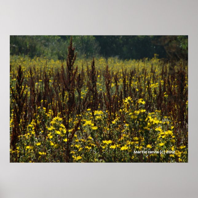 Poster Watsonville Champs de Van Gogh II (Devant)
