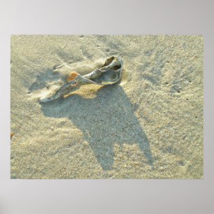 Poster Wave-Washed-Muschel