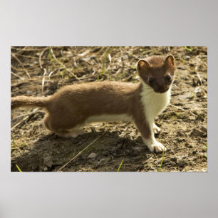 Poster Weasel, à queue courte