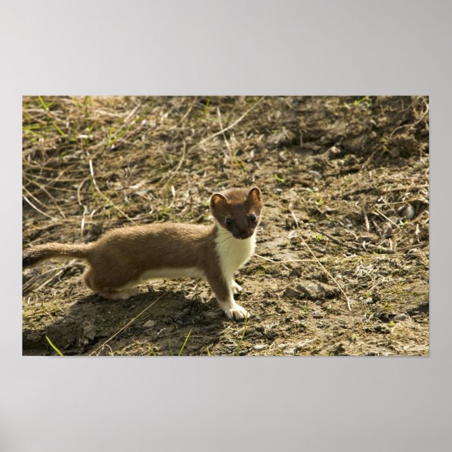 Poster Weasel, à queue courte (Devant)