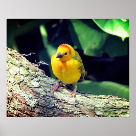 Poster Weaver Bird - R - 1948