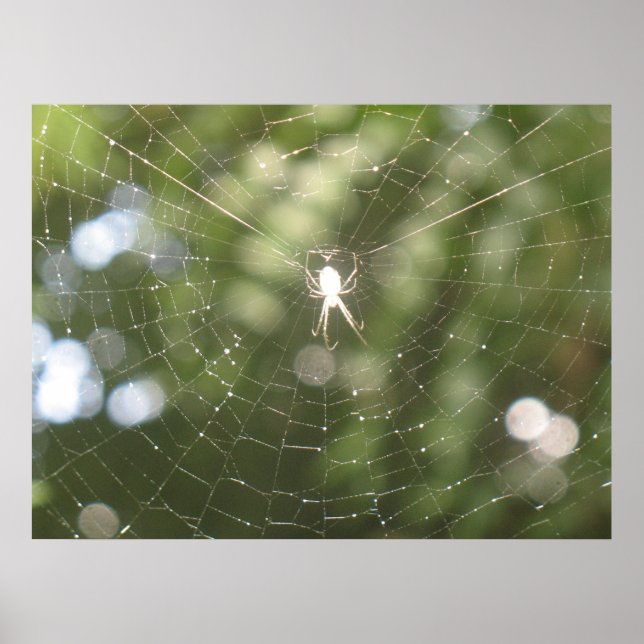 Poster Web de Spider (Devant)