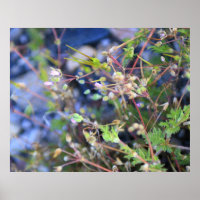 Weeds