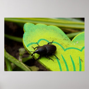 Poster Weharm, Beetles, Curculionoidea, Bug