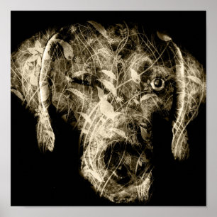 Poster weimaraner