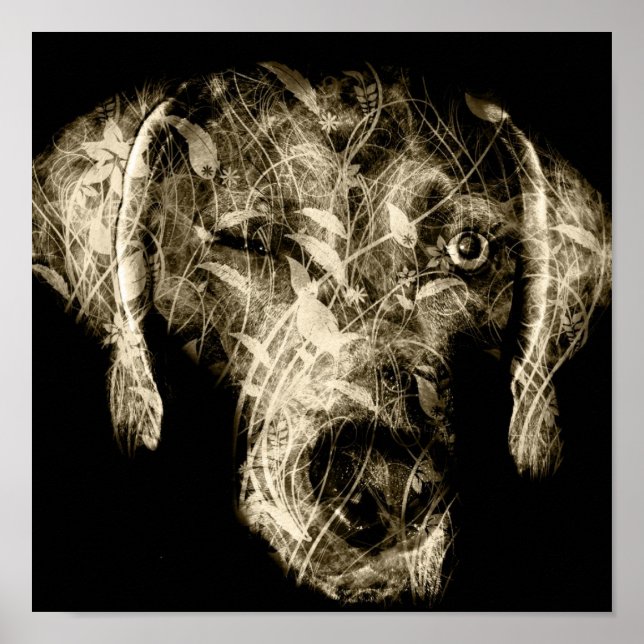 Poster weimaraner (Devant)