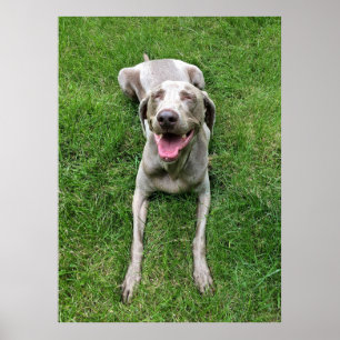 Poster Weimaraner