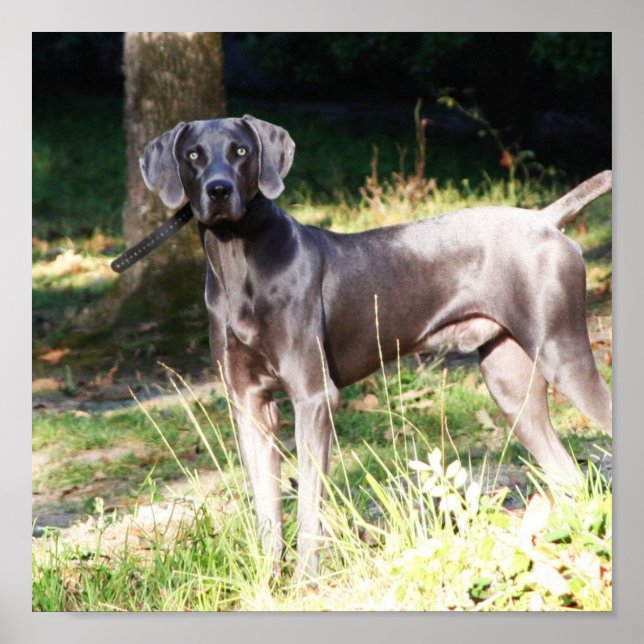 Poster Weimaraner bleu (Devant)